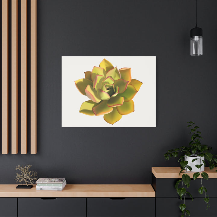 Noble Aeonium Succulent Canvas Wall Art Print for Modern Home Decor by The Potted Pixel