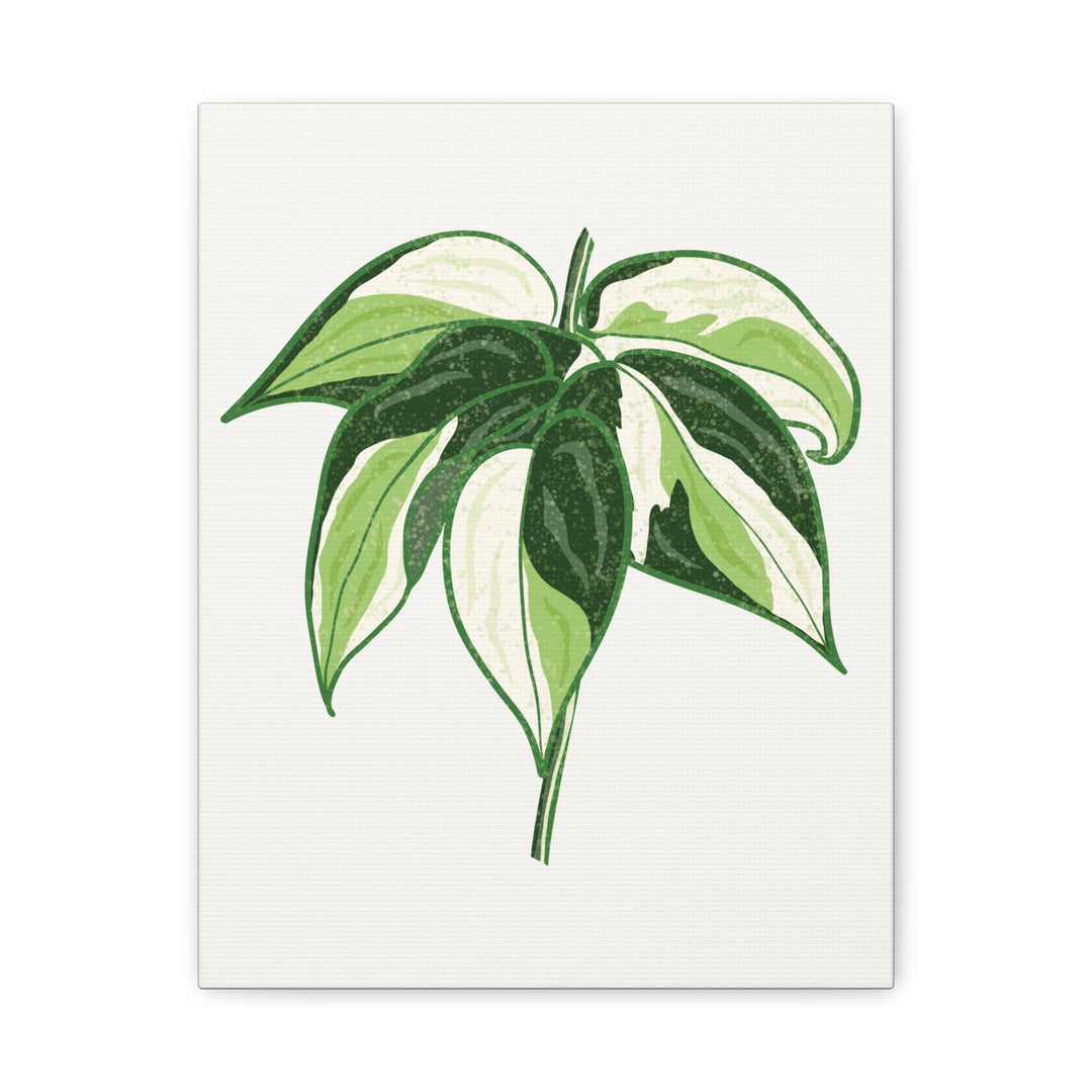 Philodendron Canvas Print Cream Splash Variegated Plant Art On Matte Cotton Canvas For Home Wall Decor