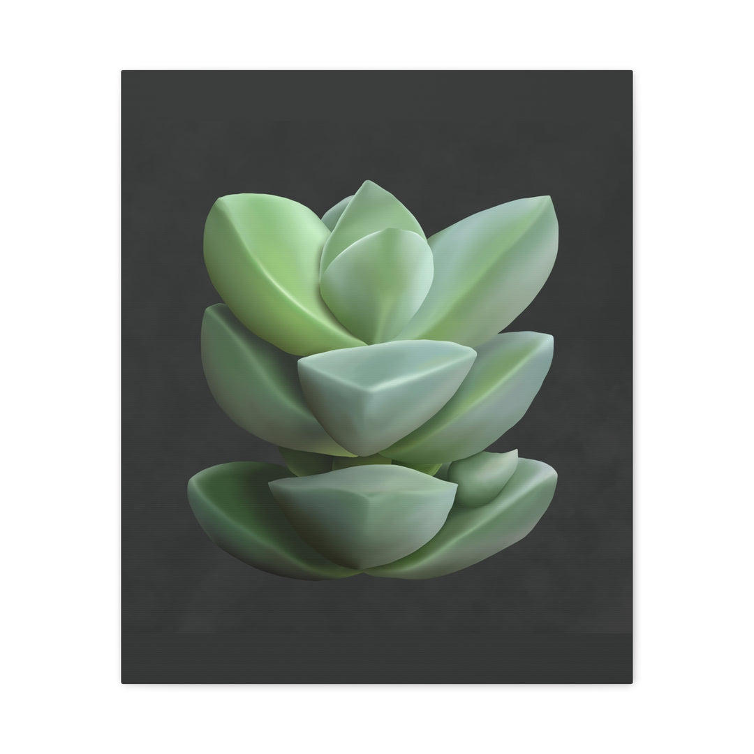 Crassula Canvas Print – Botanical Wall Art