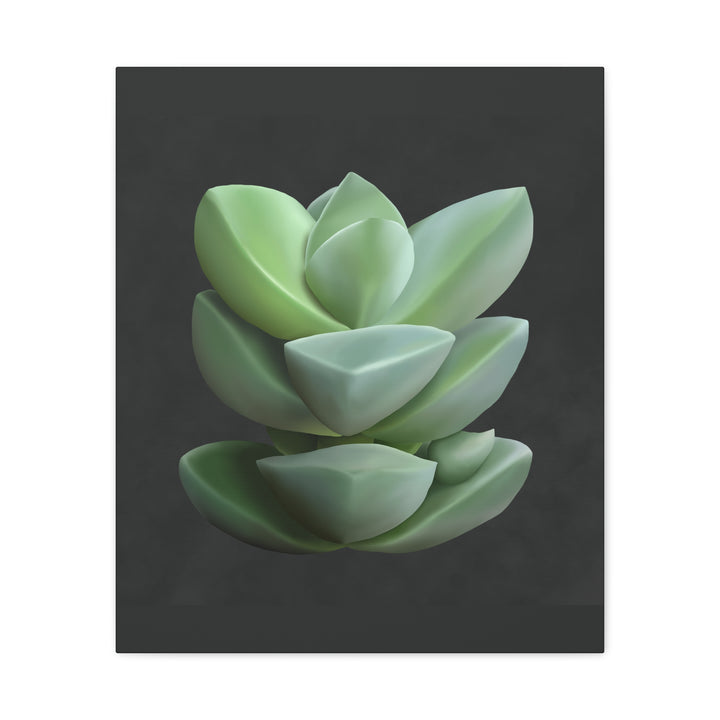 Crassula Canvas Print – Botanical Wall Art