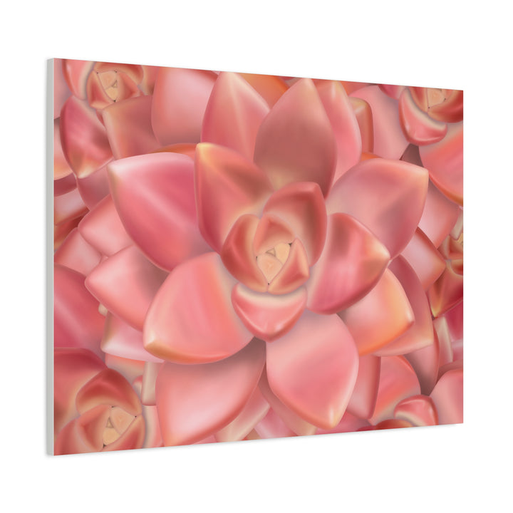Graptosedum California Sunset Succulent Canvas Print – Botanical Wall Art - The Potted Pixel