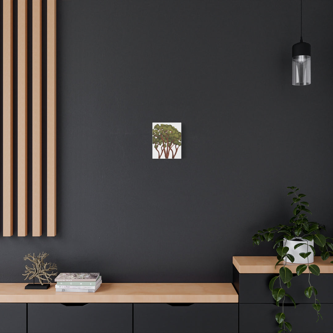 Pacific Madrone Canvas Print – Wall Art