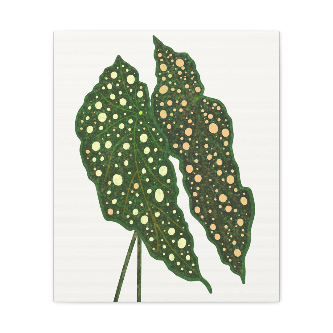 Begonia Maculata Canvas Premium Botanical Wall Art Print On Cotton Canvas With Matte Finish For Indoor Decor