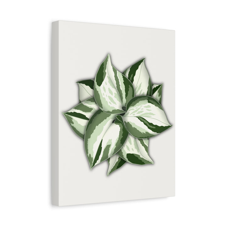 Manjula Pothos Canvas Print Stretched Matte Canvas Wall Art For Living Room And Office