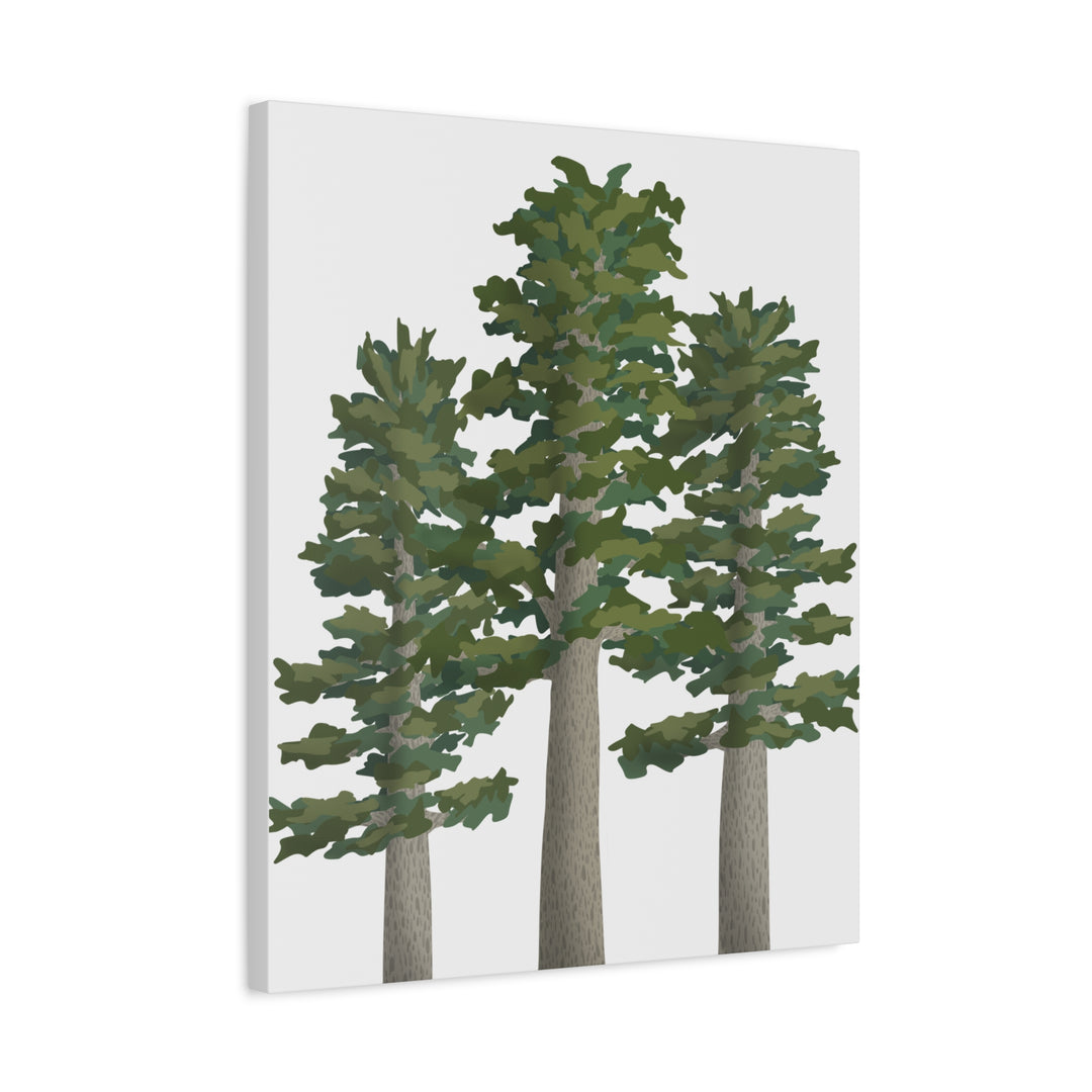 Sitka Spruce Canvas Print – Wall Art