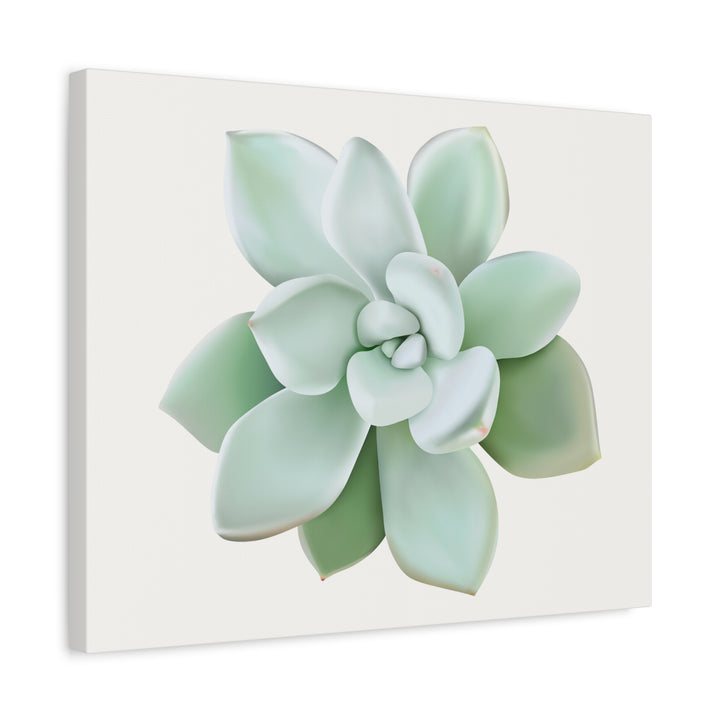Succulent Canvas Art Pachyveria Haagei Print On Matte Finish Canvas Botanical Wall Decor