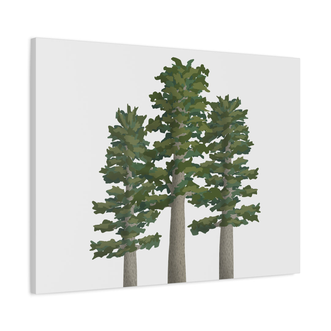 Sitka Spruce Canvas Print – Wall Art