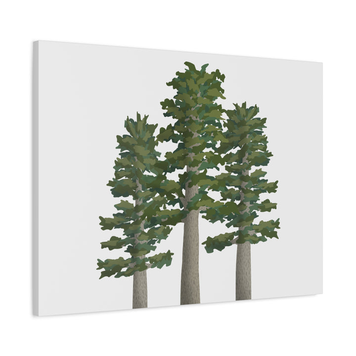 Sitka Spruce Canvas Print – Wall Art