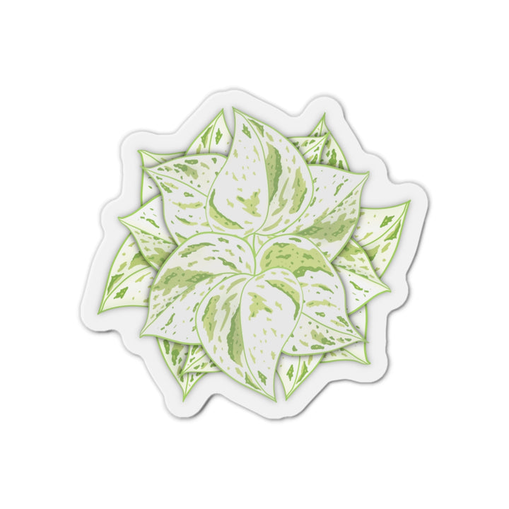 Snow Queen Pothos Magnet
