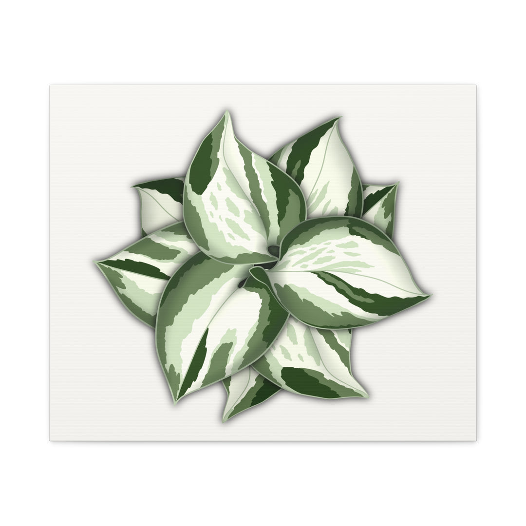 Manjula Pothos Canvas Print Stretched Matte Canvas Wall Art For Living Room And Office