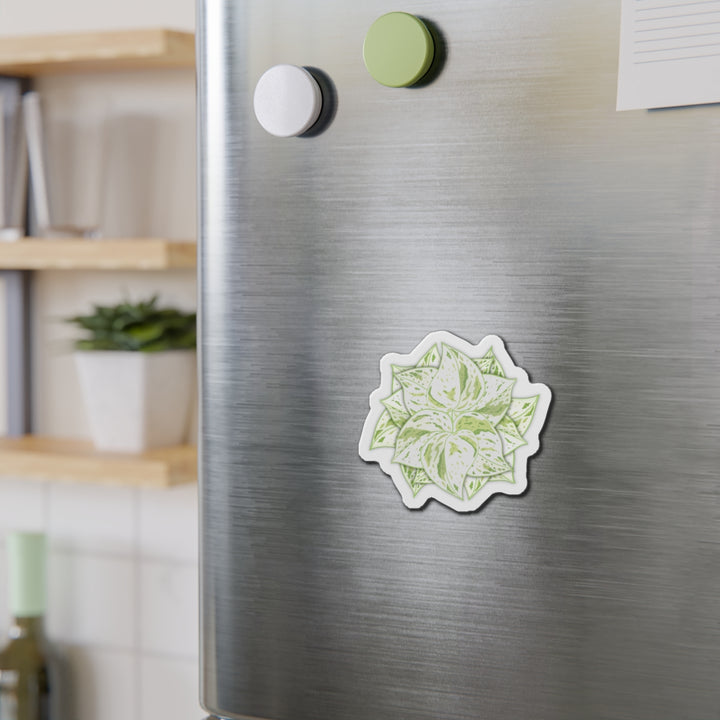Snow Queen Pothos Magnet
