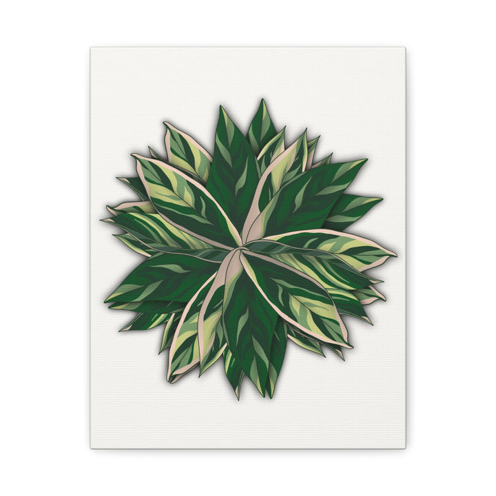 Stromanthe Triostar Canvas Wall Art Premium Matte Finish On Durable 1.25 Inch Frame For Vibrant Indoor Tropical Decor
