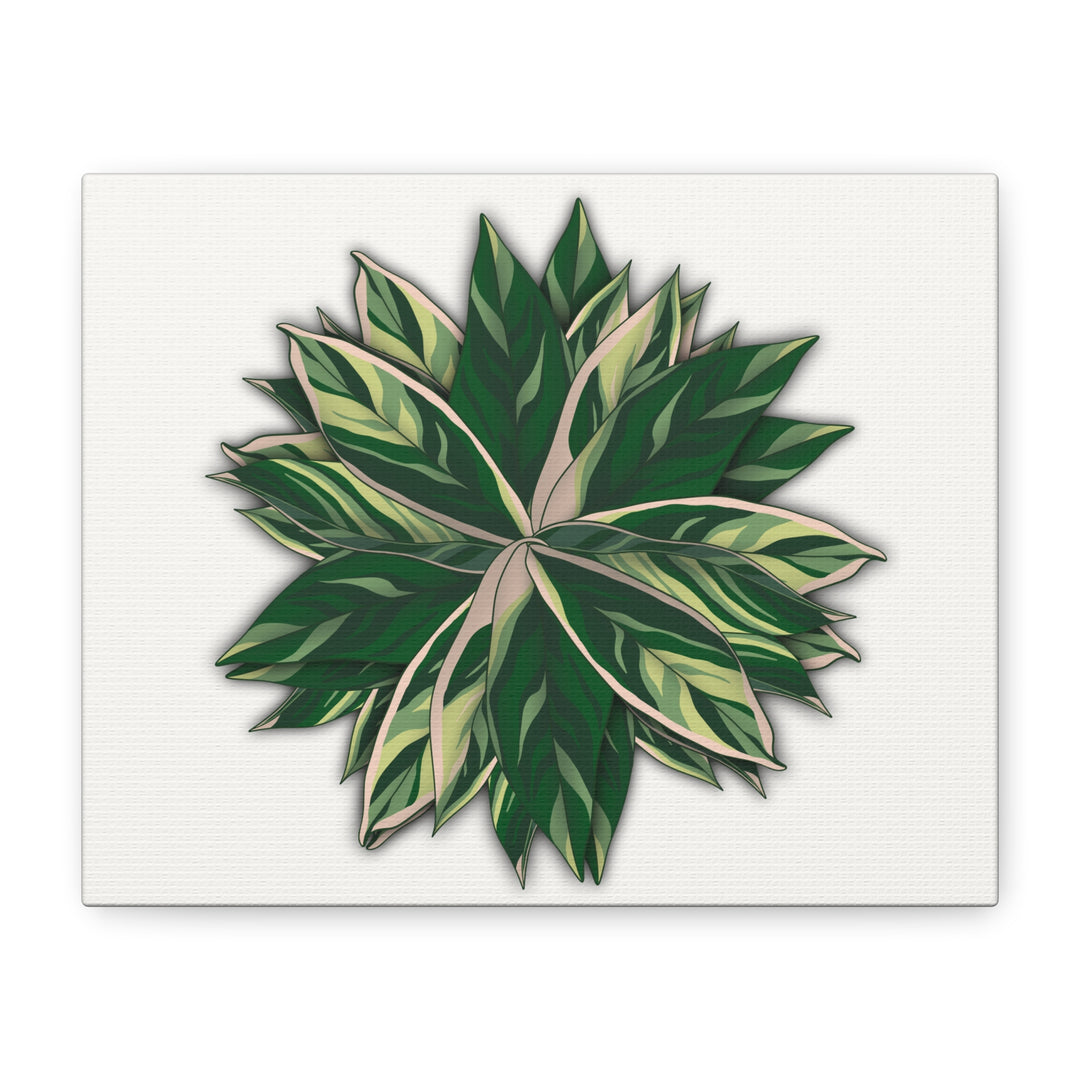 Stromanthe Triostar Canvas Wall Art Premium Matte Finish On Durable 1.25 Inch Frame For Vibrant Indoor Tropical Decor