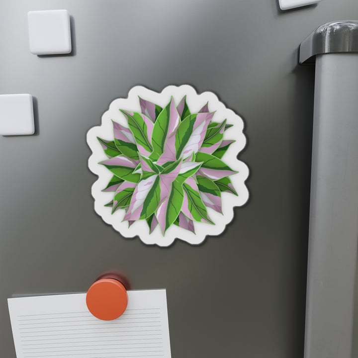 Syngonium Tricolor Magnet
