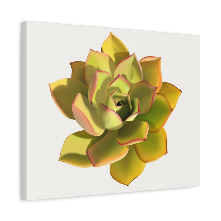 Noble Aeonium Succulent Canvas Wall Art Print for Modern Home Decor by The Potted Pixel