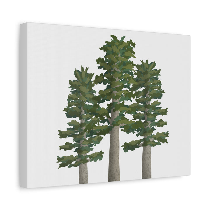 Sitka Spruce Canvas Print – Wall Art