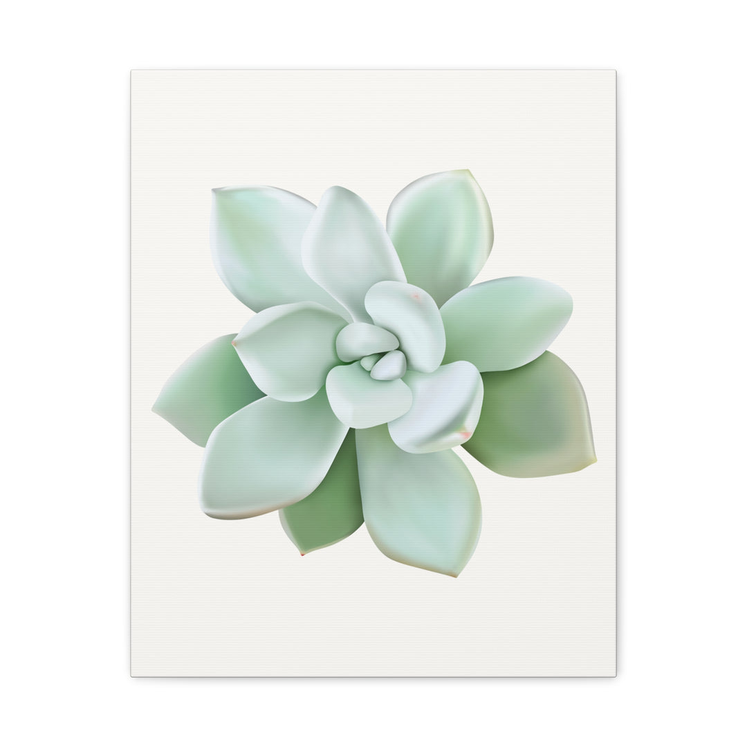 Succulent Canvas Art Pachyveria Haagei Print On Matte Finish Canvas Botanical Wall Decor