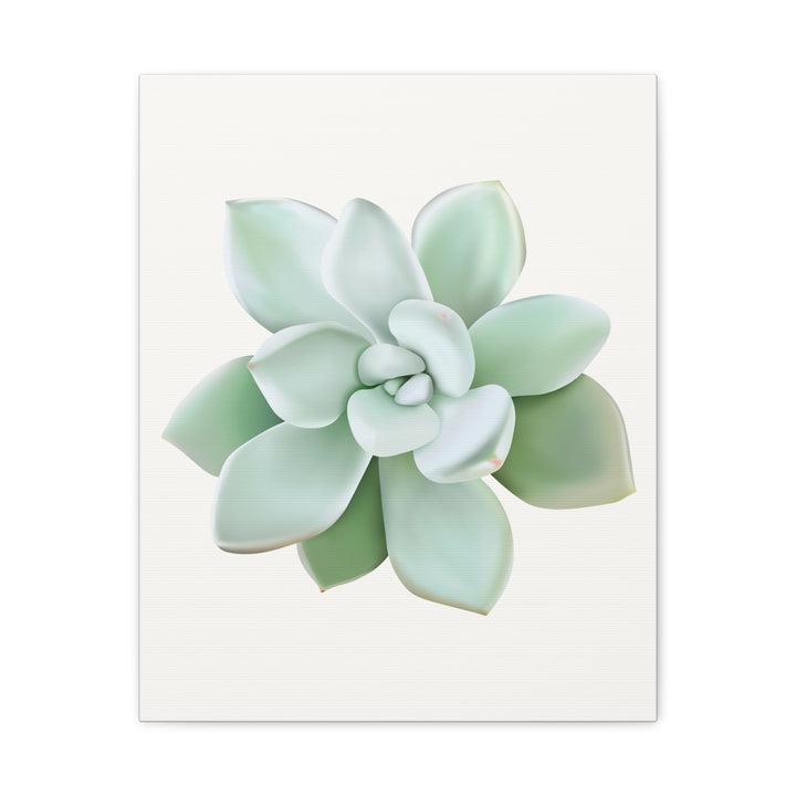 Succulent Canvas Art Pachyveria Haagei Print On Matte Finish Canvas Botanical Wall Decor