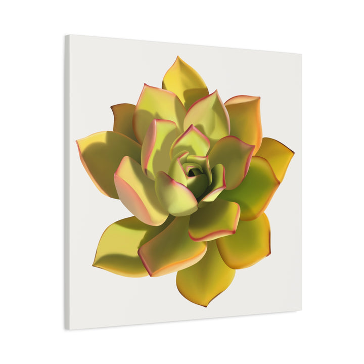 Noble Aeonium Succulent Canvas Wall Art Print for Modern Home Decor by The Potted Pixel