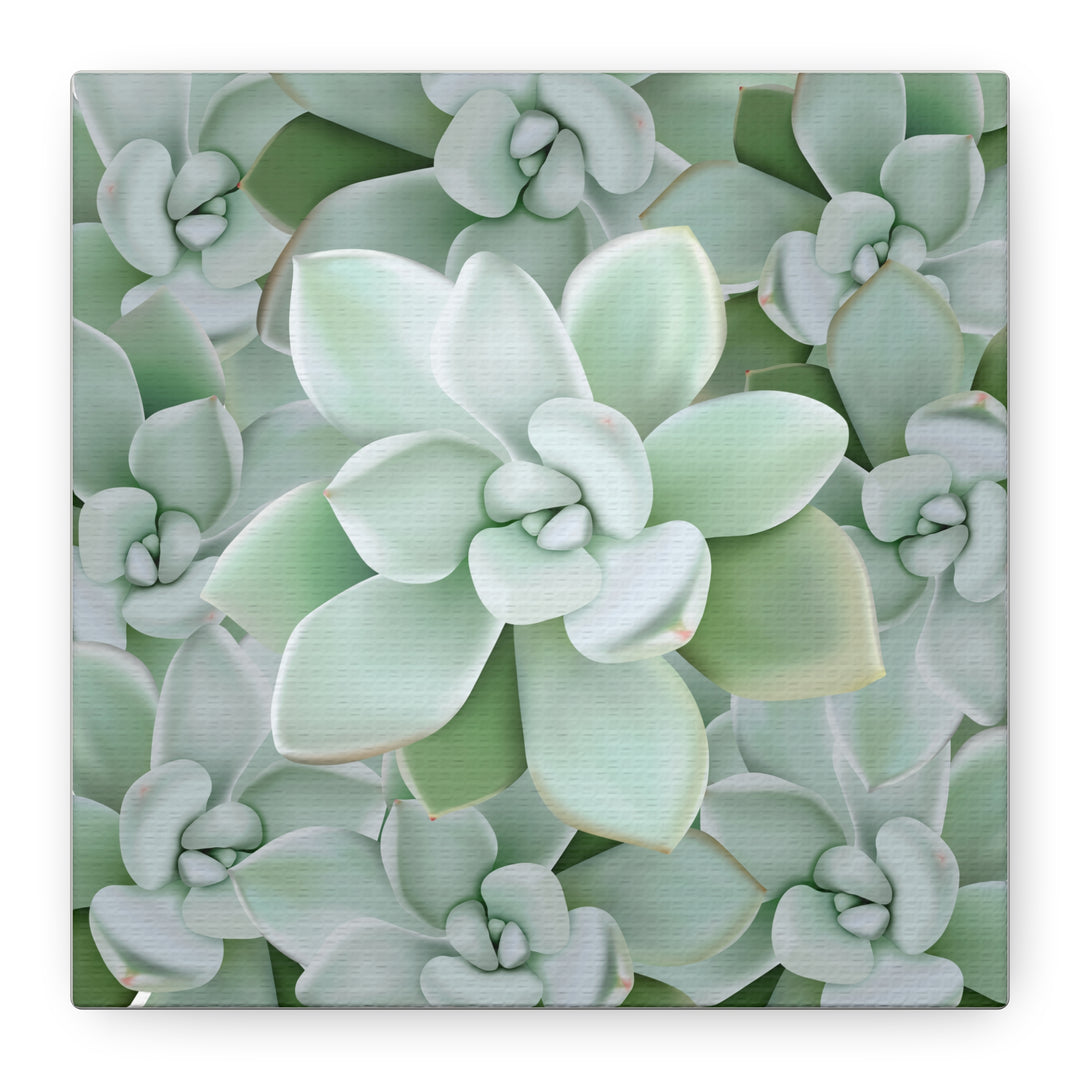 Pachyveria Haagei Succulent Pattern Canvas Art for Modern Home Decor 16x20 Matte Print