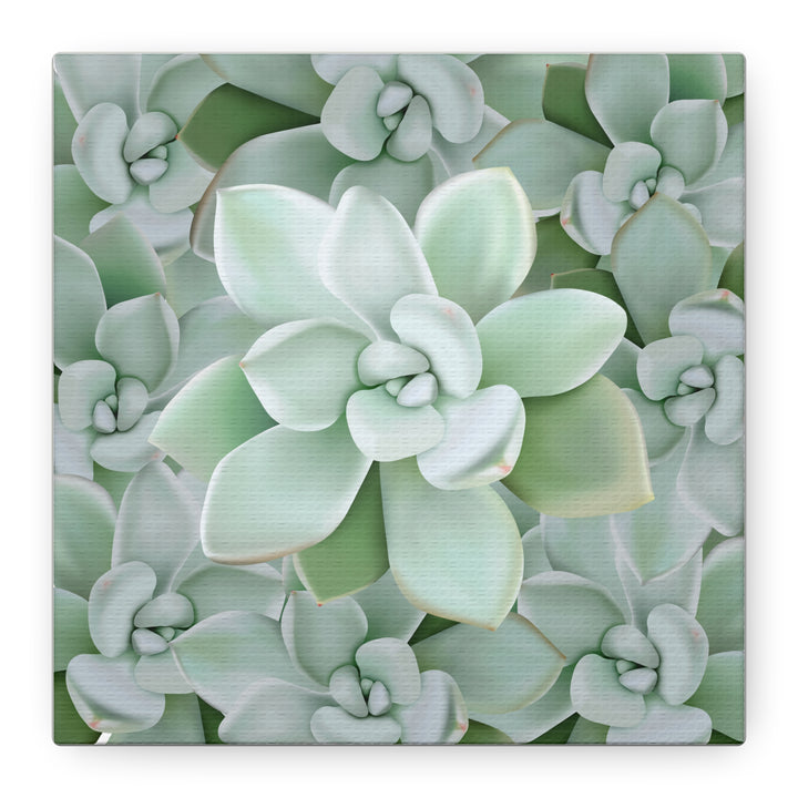 Pachyveria Haagei Succulent Pattern Canvas Art for Modern Home Decor 16x20 Matte Print