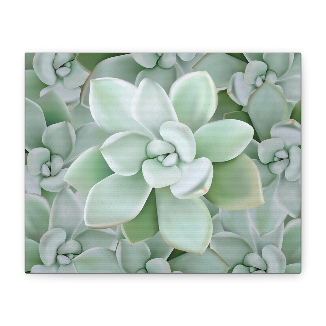 Pachyveria Haagei Succulent Pattern Canvas Art for Modern Home Decor 16x20 Matte Print