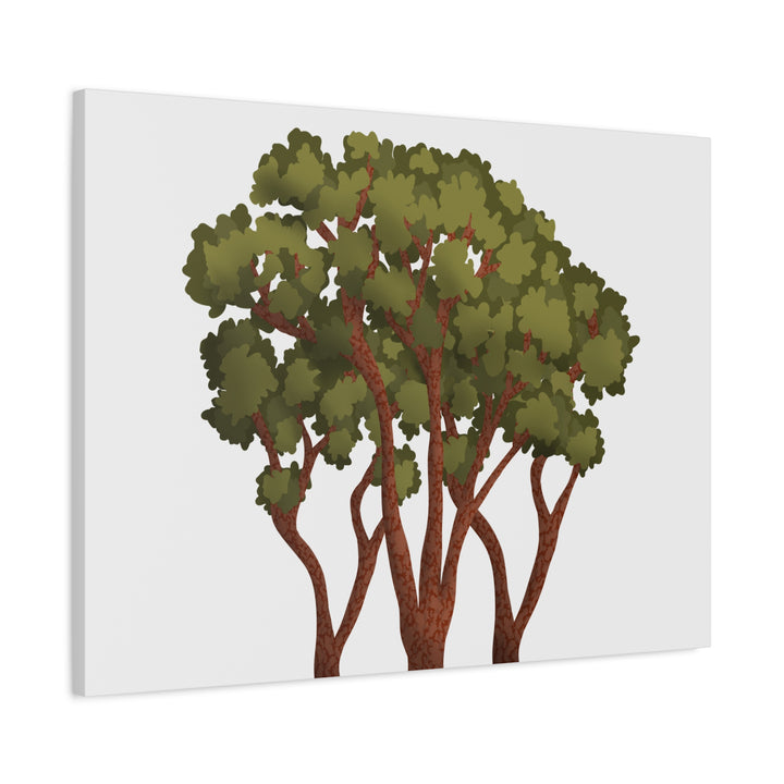 Pacific Madrone Canvas Print – Wall Art
