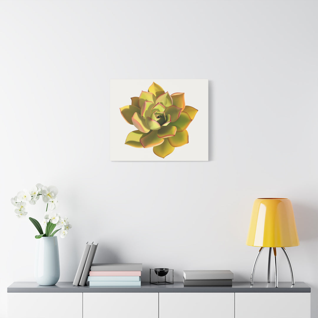 Noble Aeonium Succulent Canvas Wall Art Print for Modern Home Decor by The Potted Pixel