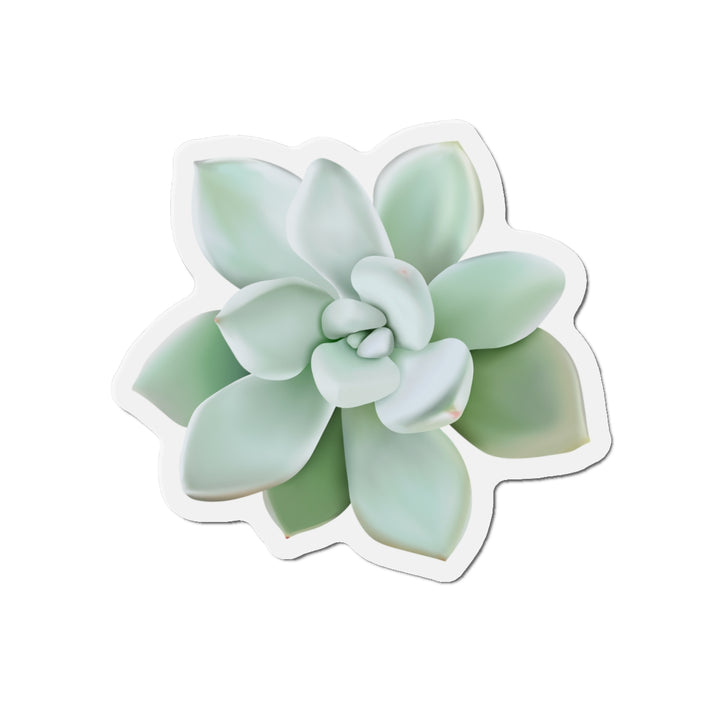 Pachyveria Haagei Succulent Magnet