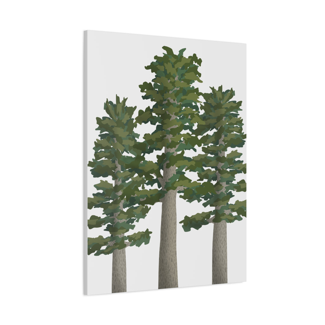 Sitka Spruce Canvas Print – Wall Art