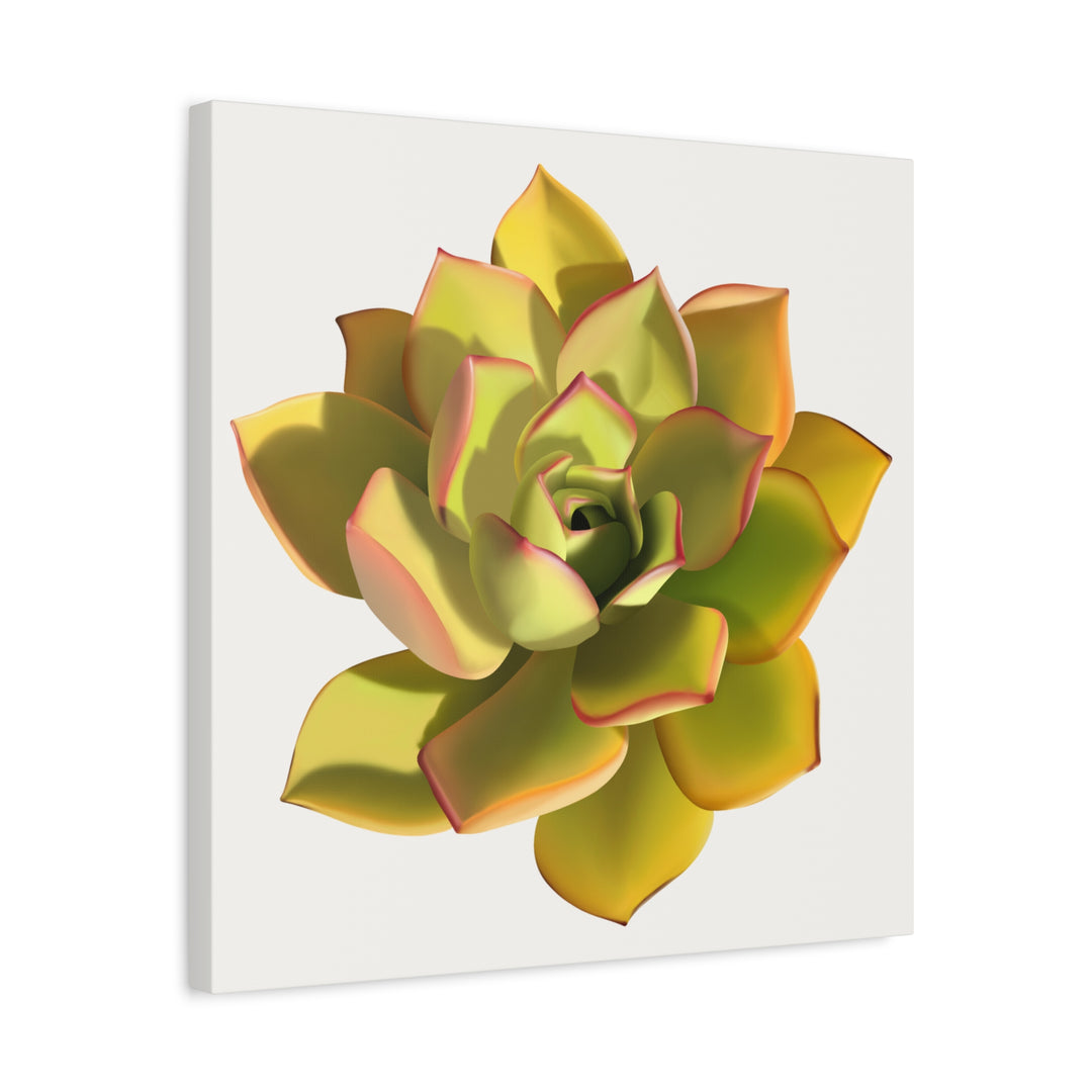 Noble Aeonium Succulent Canvas Wall Art Print for Modern Home Decor by The Potted Pixel