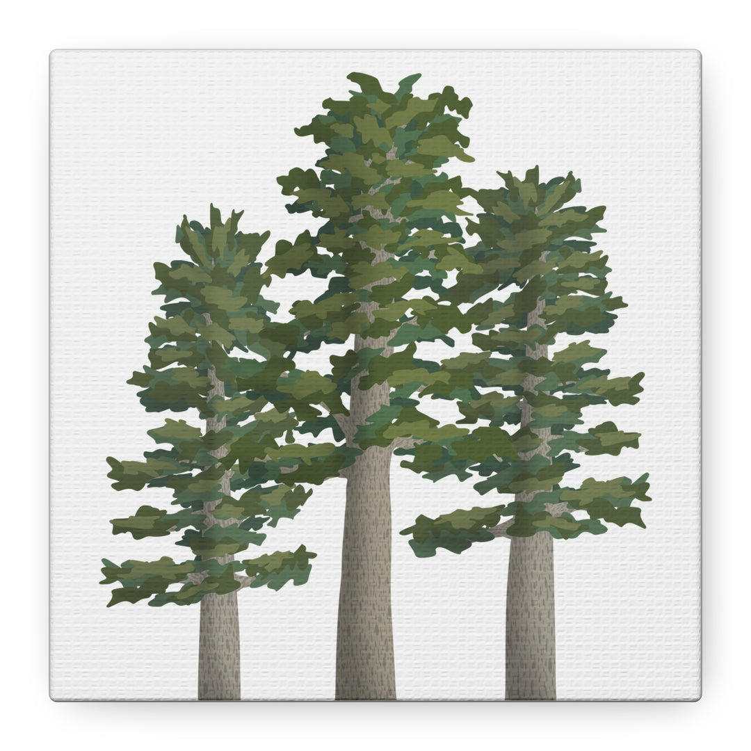 Sitka Spruce Canvas Print – Wall Art
