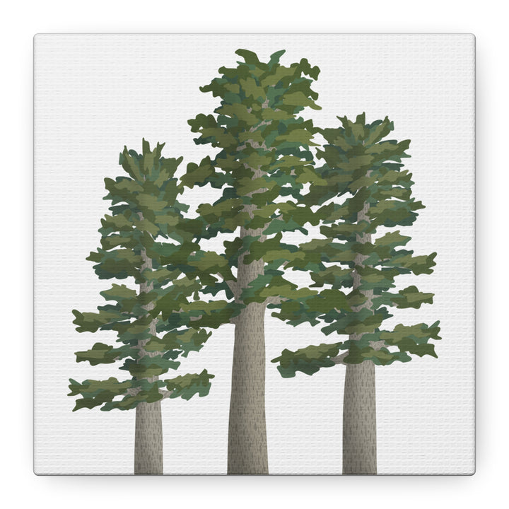 Sitka Spruce Canvas Print – Wall Art