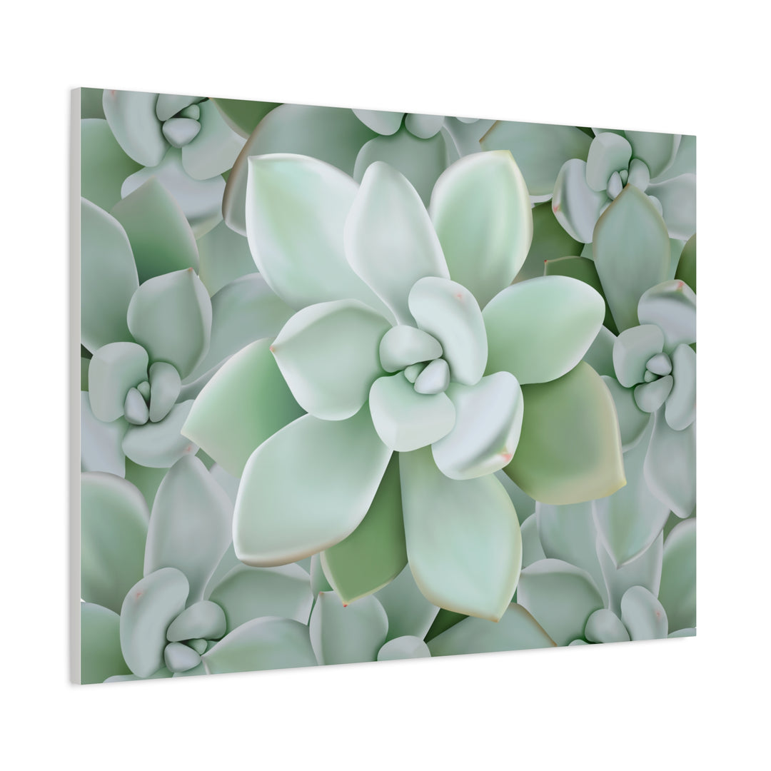 Pachyveria Haagei Succulent Pattern Canvas Art for Modern Home Decor 16x20 Matte Print