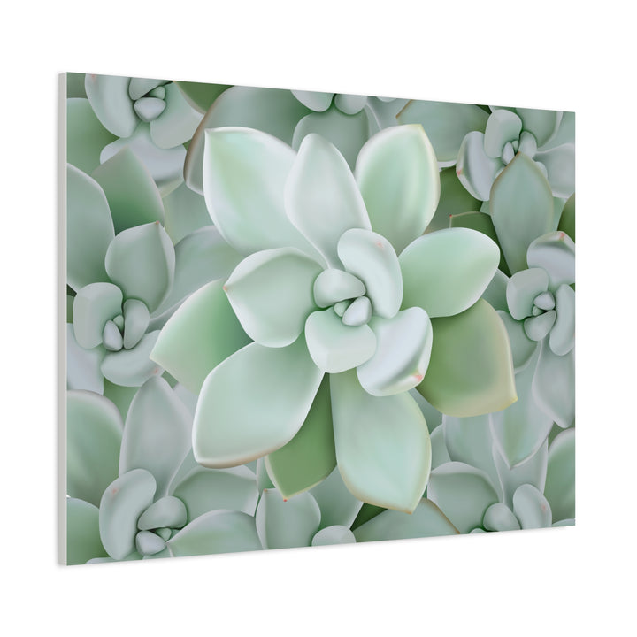 Pachyveria Haagei Succulent Pattern Canvas Art for Modern Home Decor 16x20 Matte Print