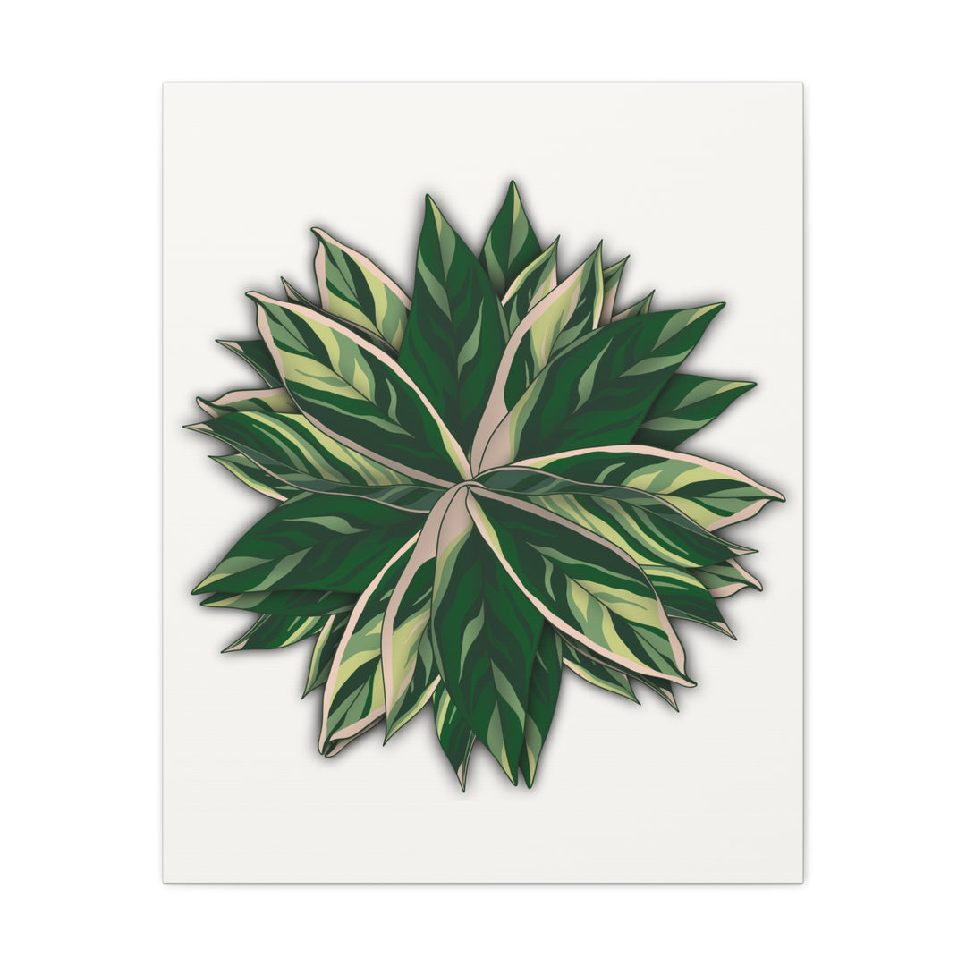 Stromanthe Triostar Canvas Wall Art Premium Matte Finish On Durable 1.25 Inch Frame For Vibrant Indoor Tropical Decor