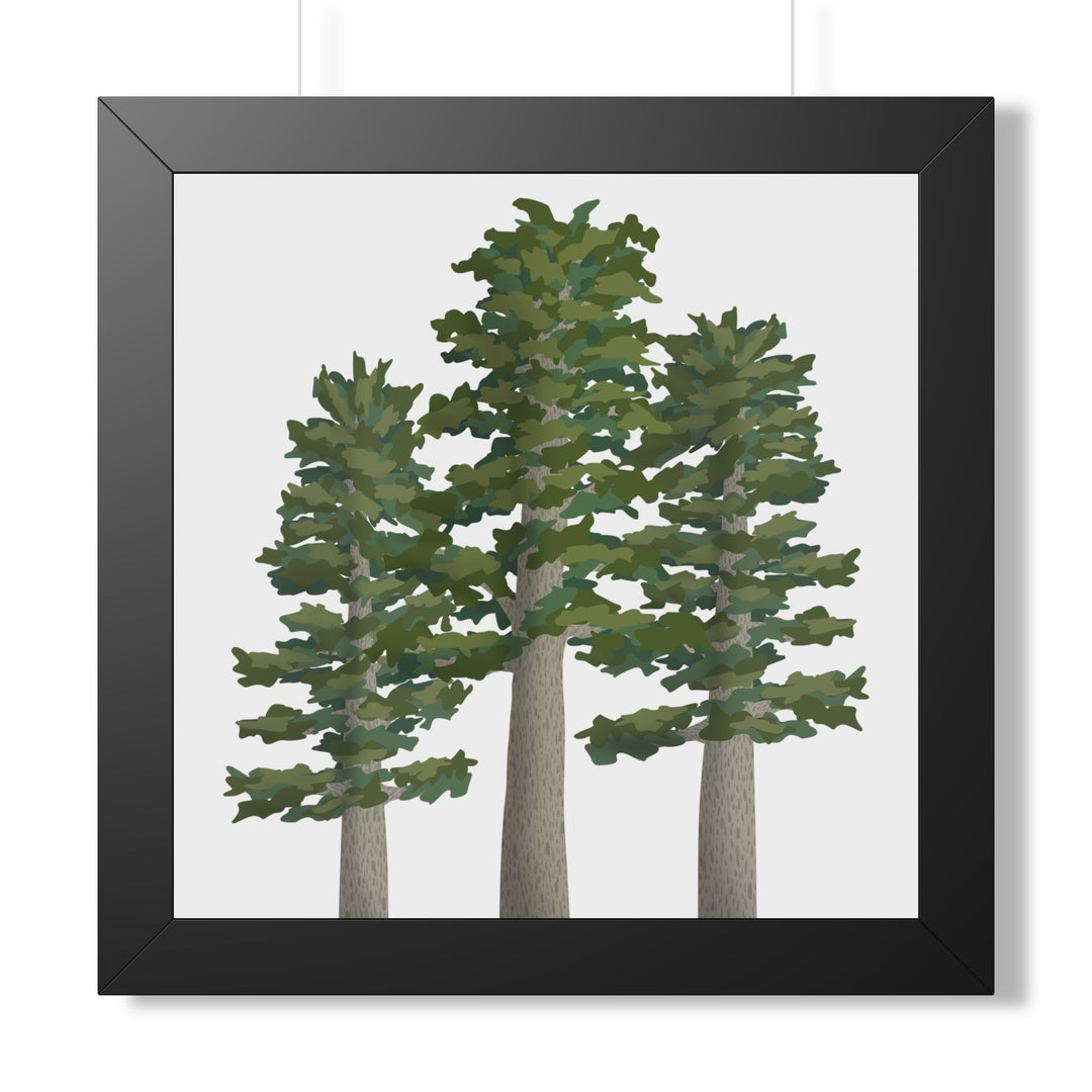 Sitka Spruce Framed Print – Wall Art