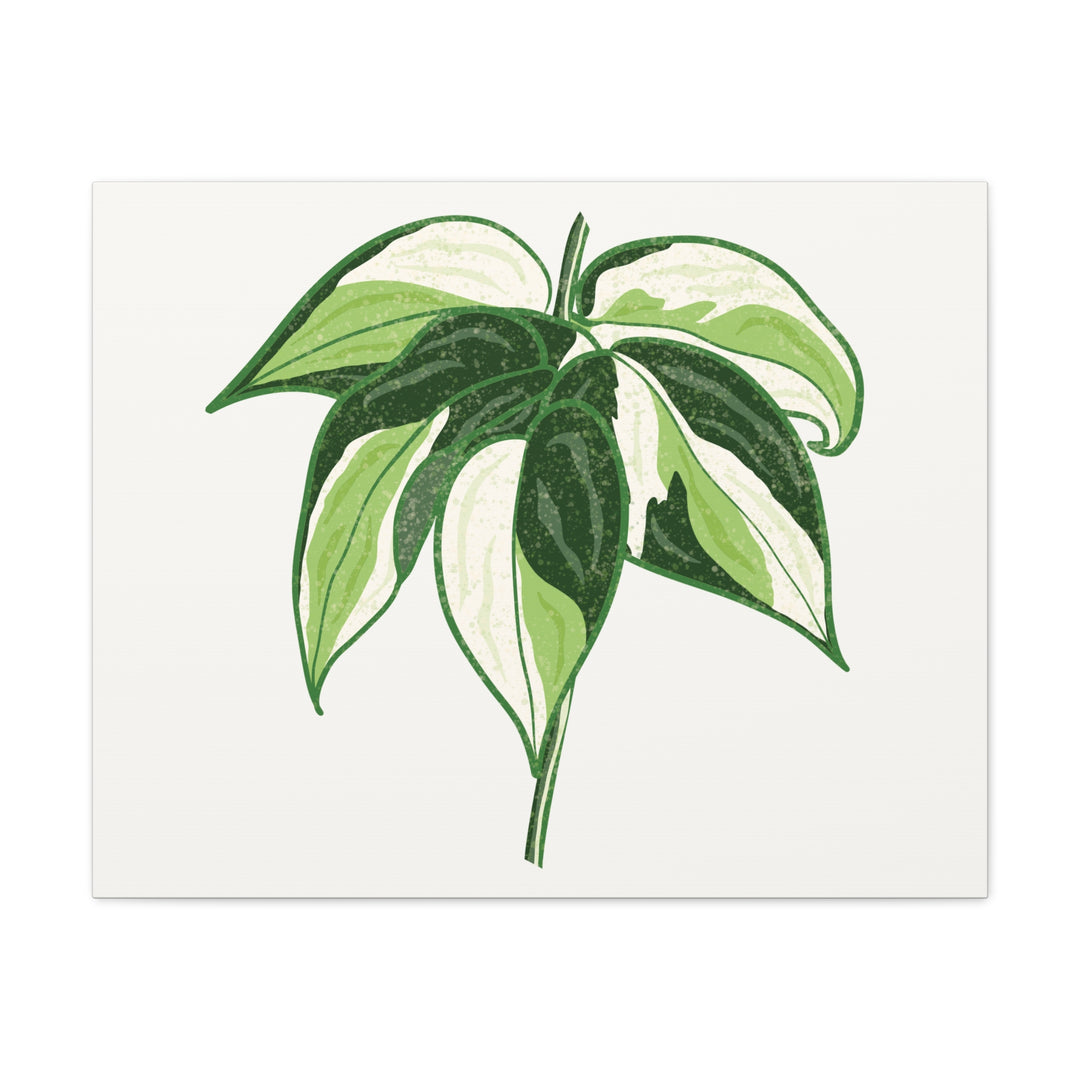 Philodendron Canvas Print Cream Splash Variegated Plant Art On Matte Cotton Canvas For Home Wall Decor