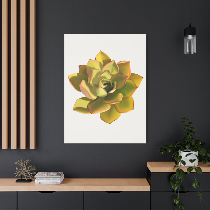 Noble Aeonium Succulent Canvas Wall Art Print for Modern Home Decor by The Potted Pixel