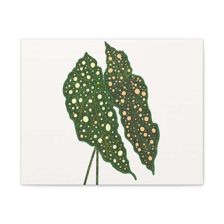 Begonia Maculata Canvas Premium Botanical Wall Art Print On Cotton Canvas With Matte Finish For Indoor Decor