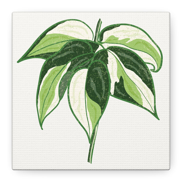 Philodendron Canvas Print Cream Splash Variegated Plant Art On Matte Cotton Canvas For Home Wall Decor