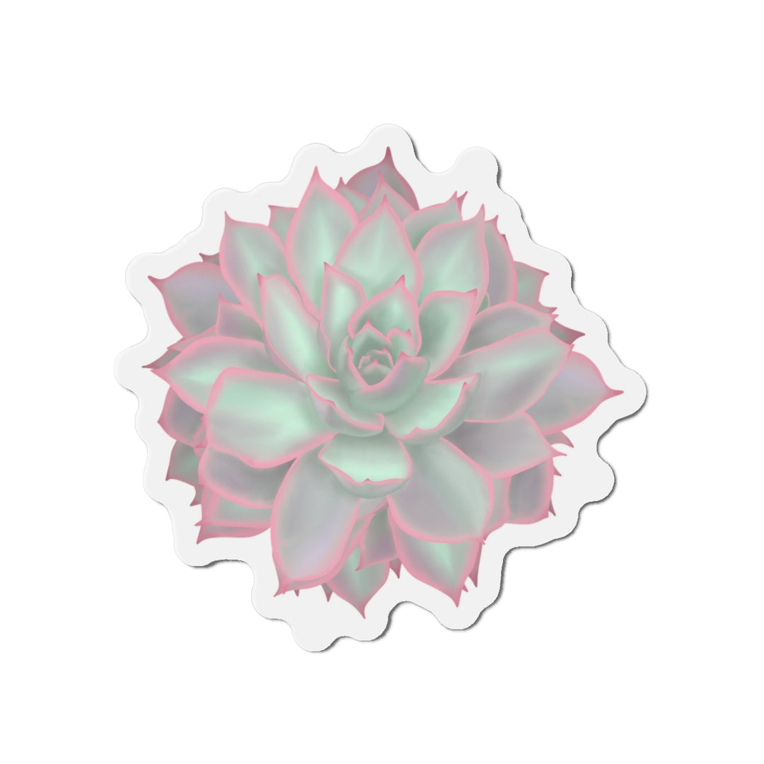Echeveria Violet Queen Succulent Magnet