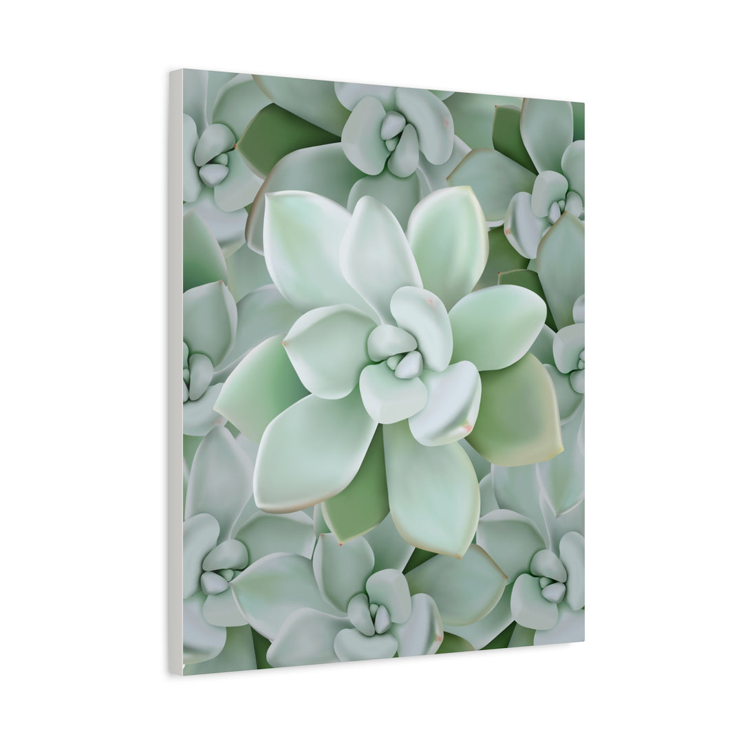 Pachyveria Haagei Succulent Pattern Canvas Art for Modern Home Decor 16x20 Matte Print