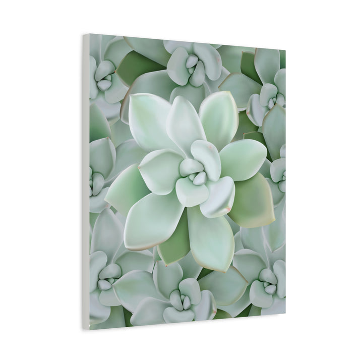 Pachyveria Haagei Succulent Pattern Canvas Art for Modern Home Decor 16x20 Matte Print