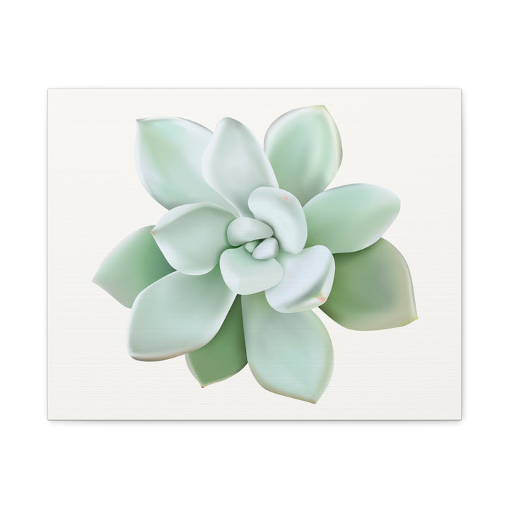 Succulent Canvas Art Pachyveria Haagei Print On Matte Finish Canvas Botanical Wall Decor