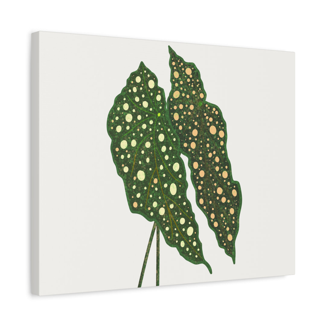 Begonia Maculata Canvas Premium Botanical Wall Art Print On Cotton Canvas With Matte Finish For Indoor Decor