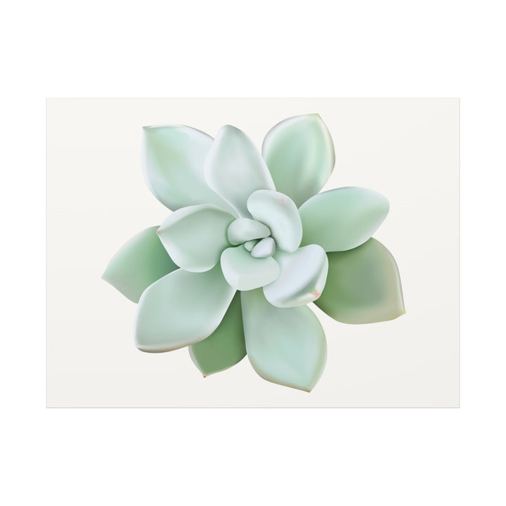 Succulent Canvas Art Pachyveria Haagei Print On Matte Finish Canvas Botanical Wall Decor