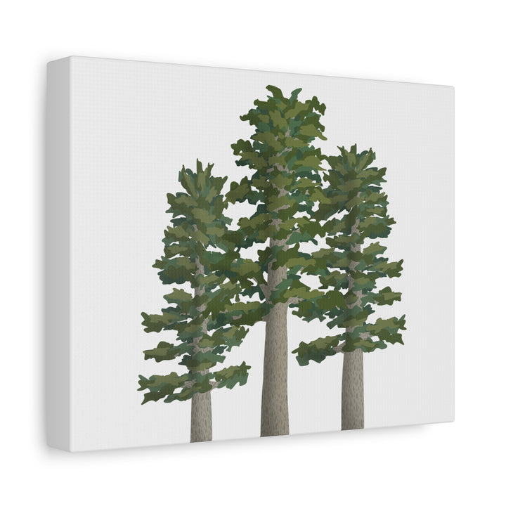 Sitka Spruce Canvas Print – Wall Art