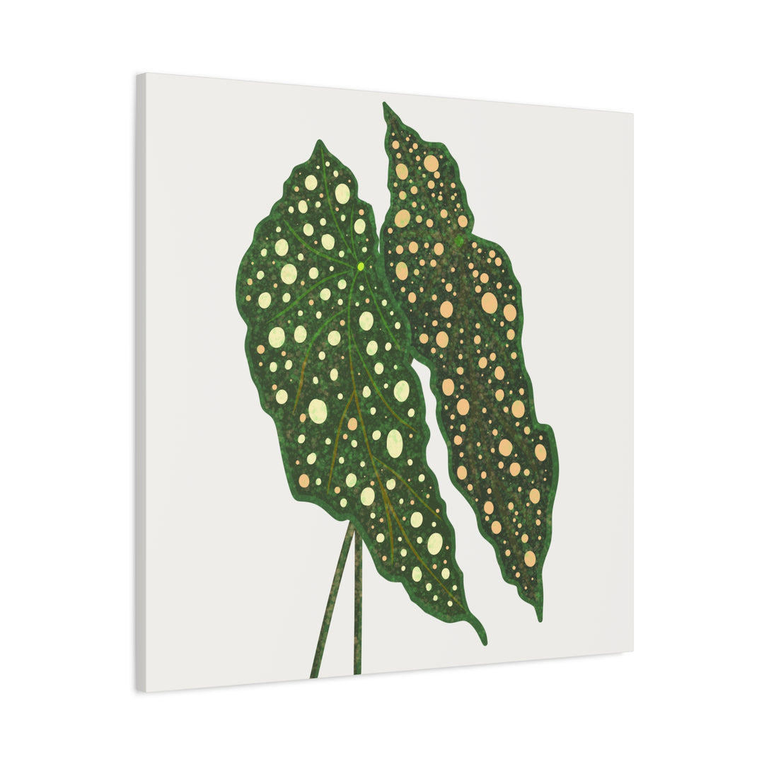 Begonia Maculata Canvas Premium Botanical Wall Art Print On Cotton Canvas With Matte Finish For Indoor Decor
