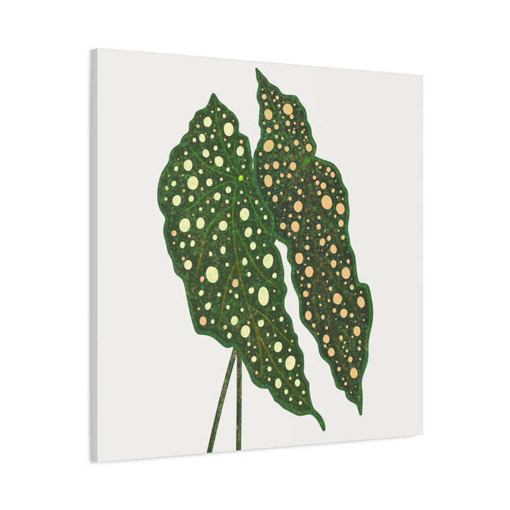 Begonia Maculata Canvas Premium Botanical Wall Art Print On Cotton Canvas With Matte Finish For Indoor Decor